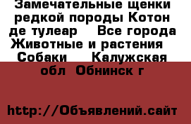 Замечательные щенки редкой породы Котон де тулеар  - Все города Животные и растения » Собаки   . Калужская обл.,Обнинск г.